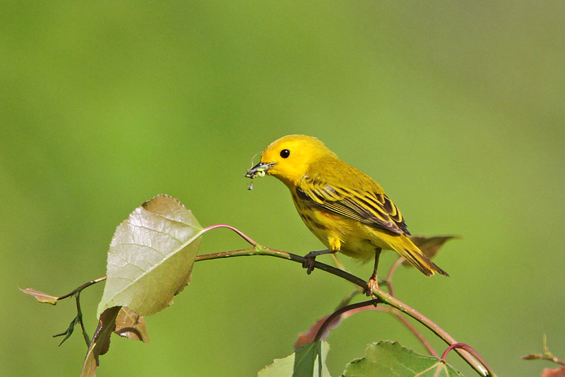 Yellow Warbler