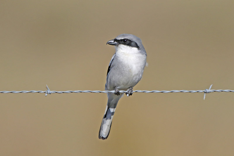 Loggerhead Shrike