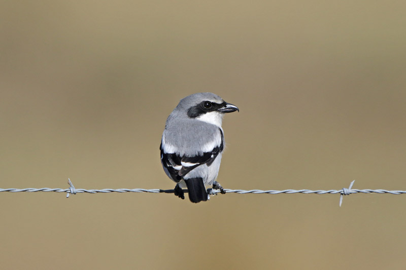 Loggerhead Shrike