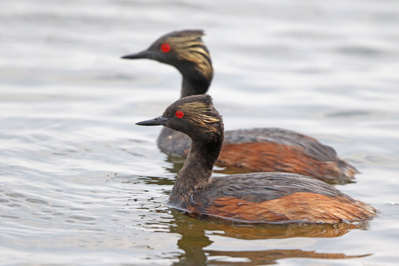 Eared Grebe