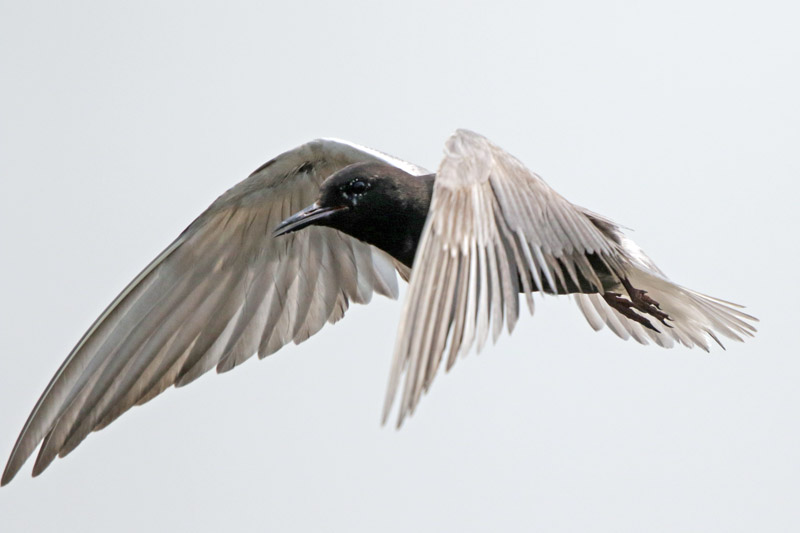 Black Tern