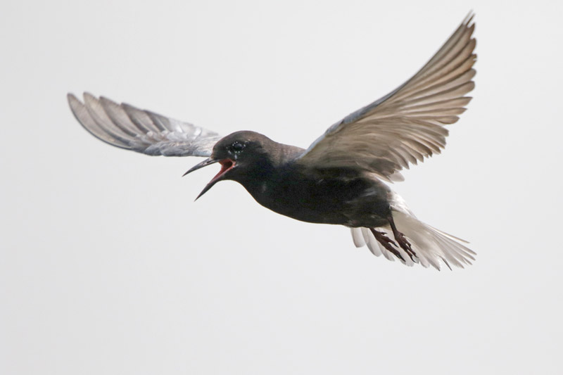 Black Tern