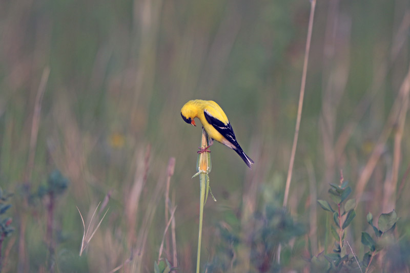American Goldfinch