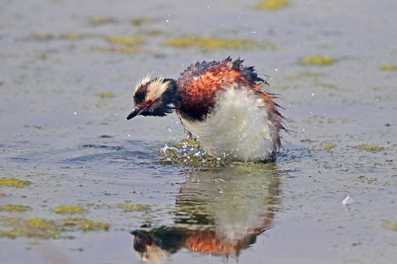 Horned Grebe