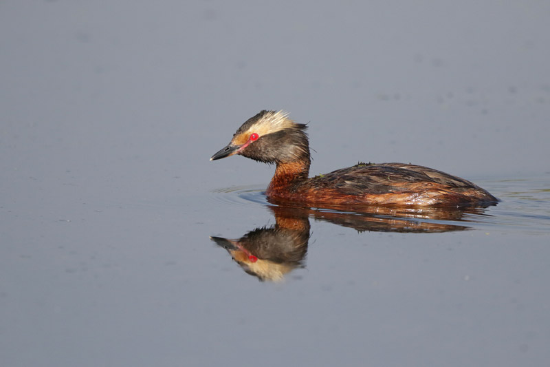 Horned Grebe