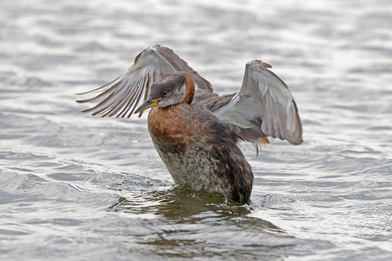Red-necked Grebe