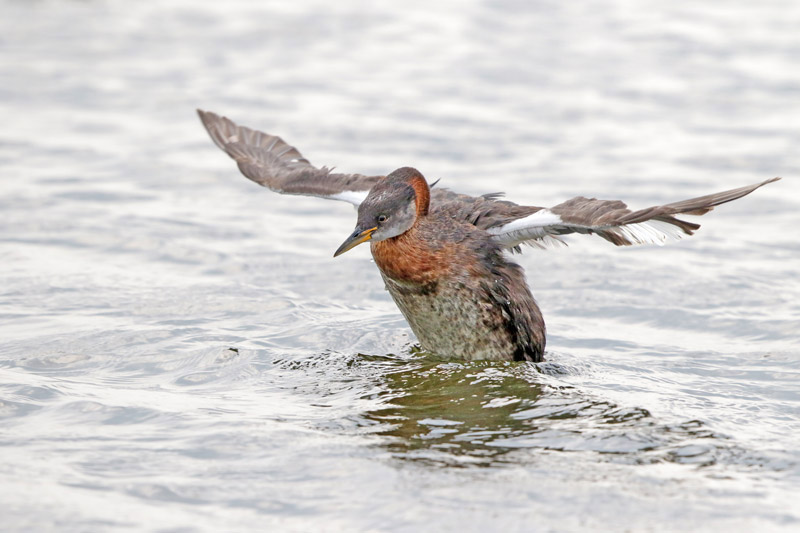 Red-necked Grebe