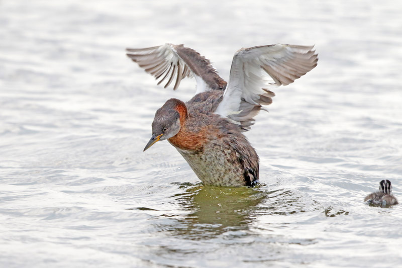 Red-necked Grebe