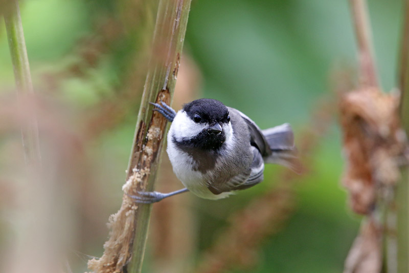 Black-capped Chickadee
