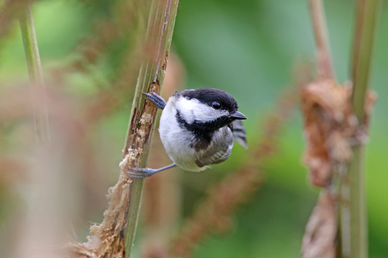 Black-capped Chickadee