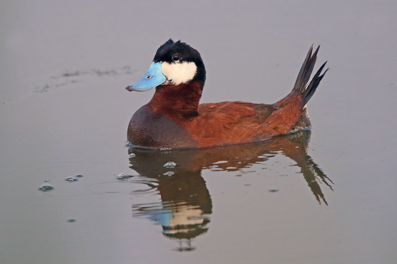 Ruddy Duck