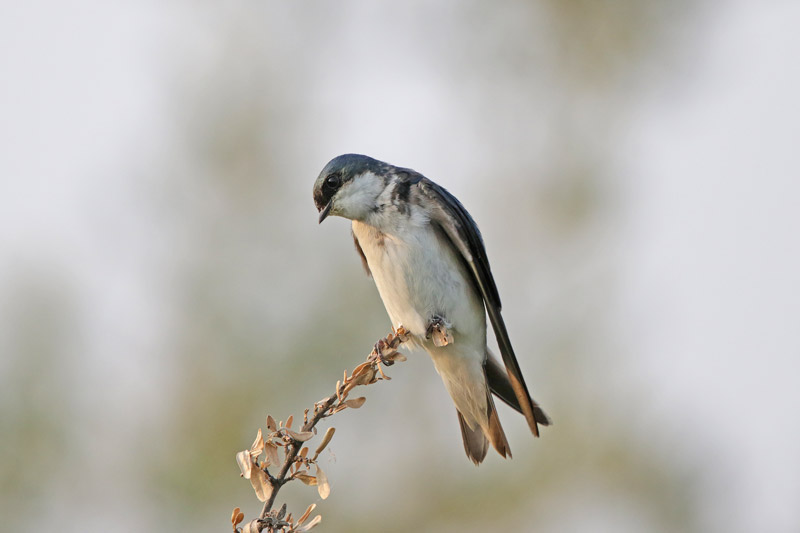 Tree Swallow