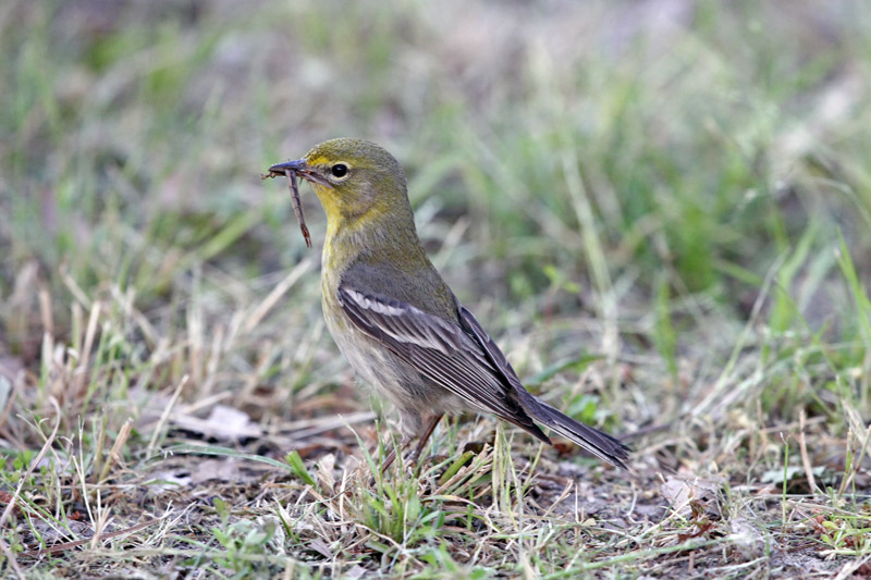 Pine Warbler