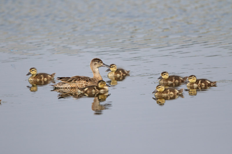 Blue-winged Teal
