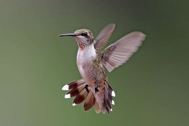 Ruby-throated Hummingbird