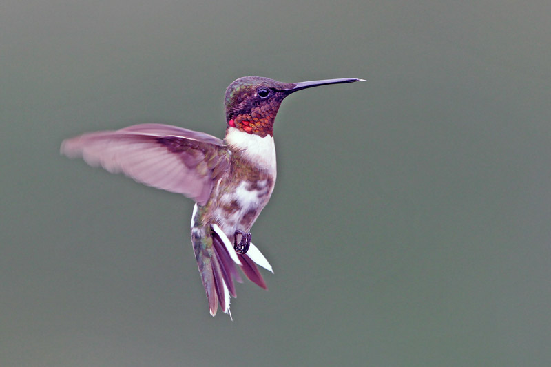 Ruby-throated Hummingbird