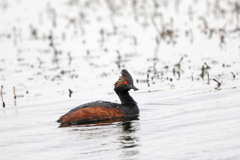 Eared Grebe