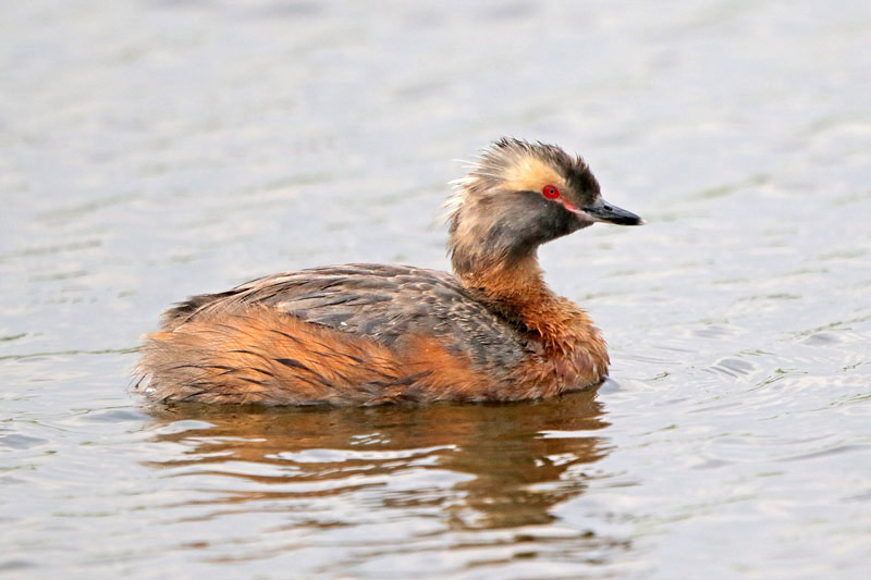 Horned Grebe