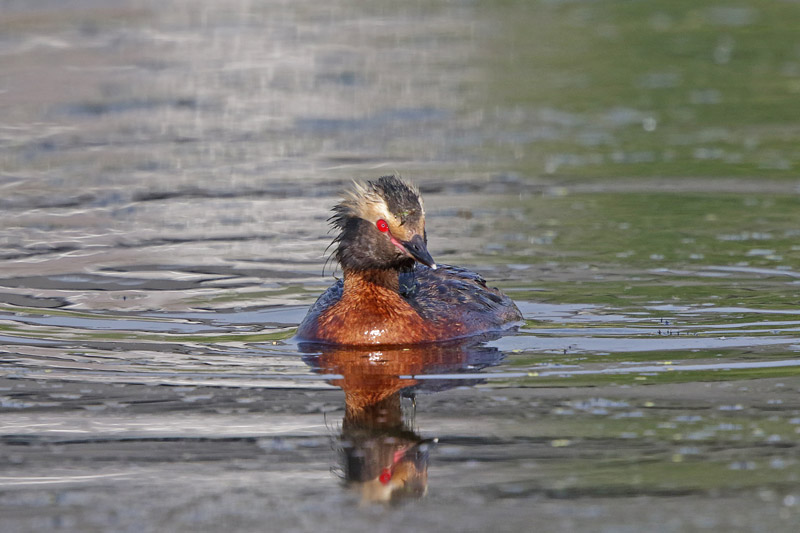 Horned Grebe