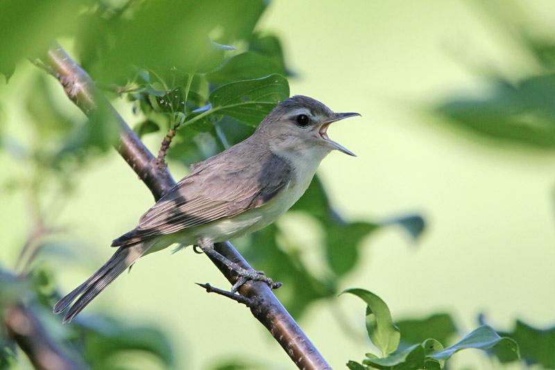 Warbling Vireo