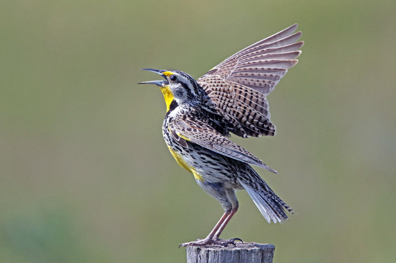 Western Meadowlark