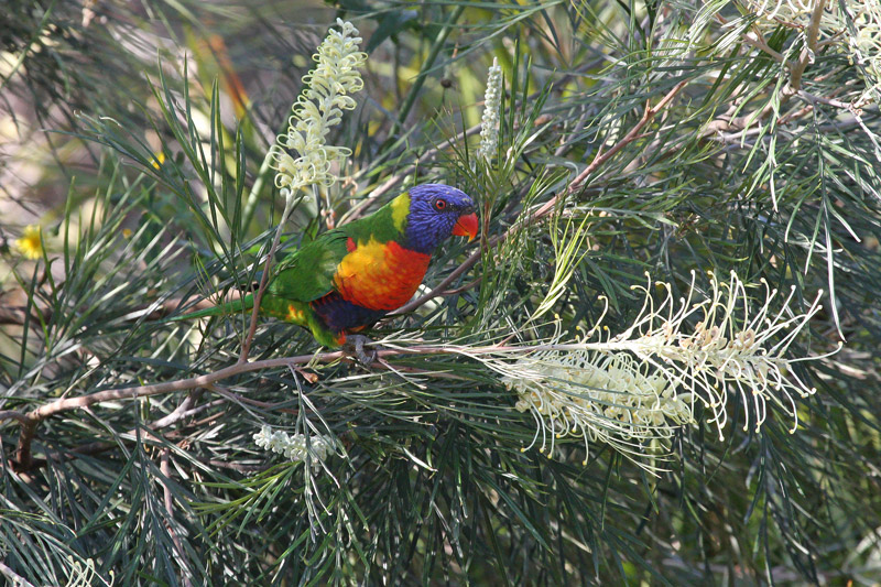 Rainbow Lorikeet