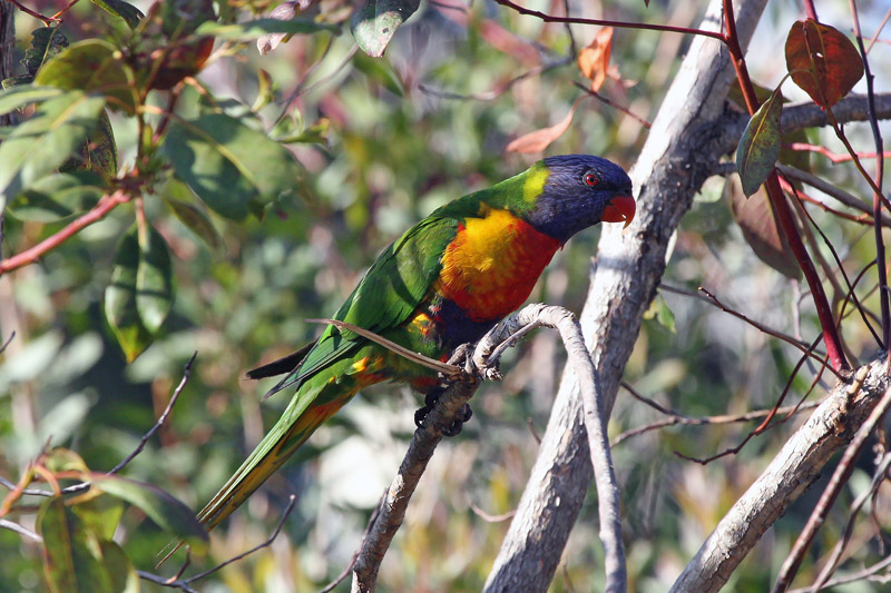 Rainbow Lorikeet