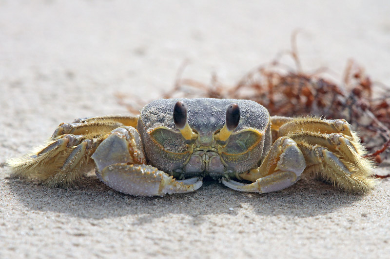 Ghost Crab