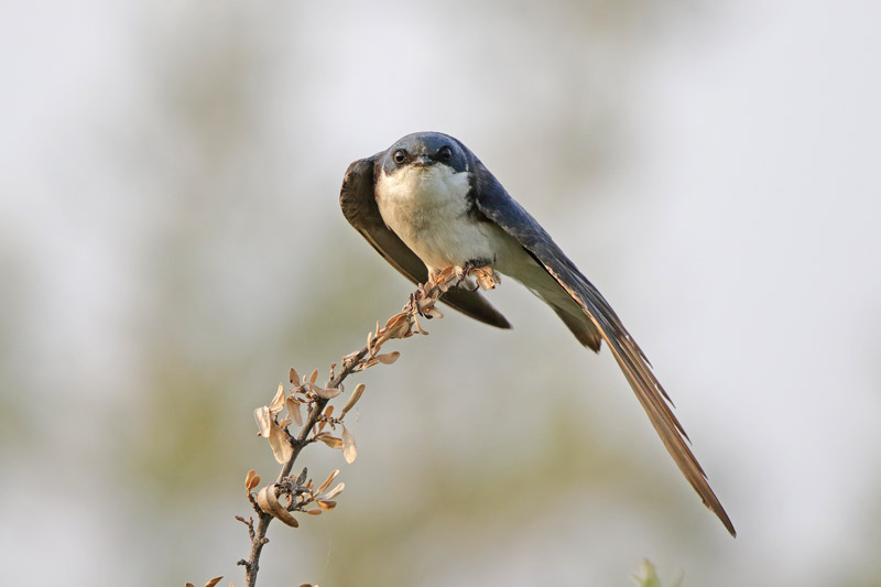 Tree Swallow