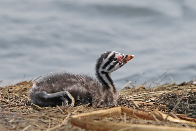 Red-necked Grebe
