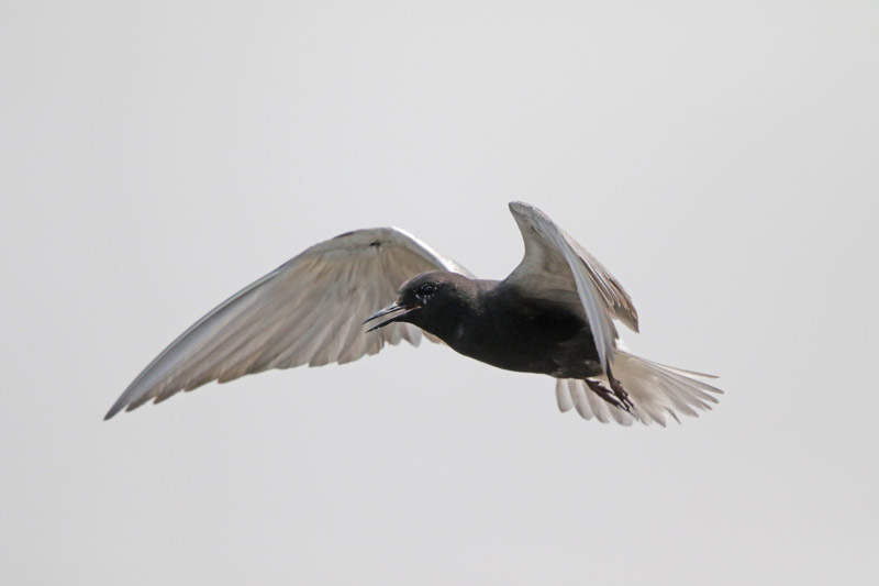 Black Tern