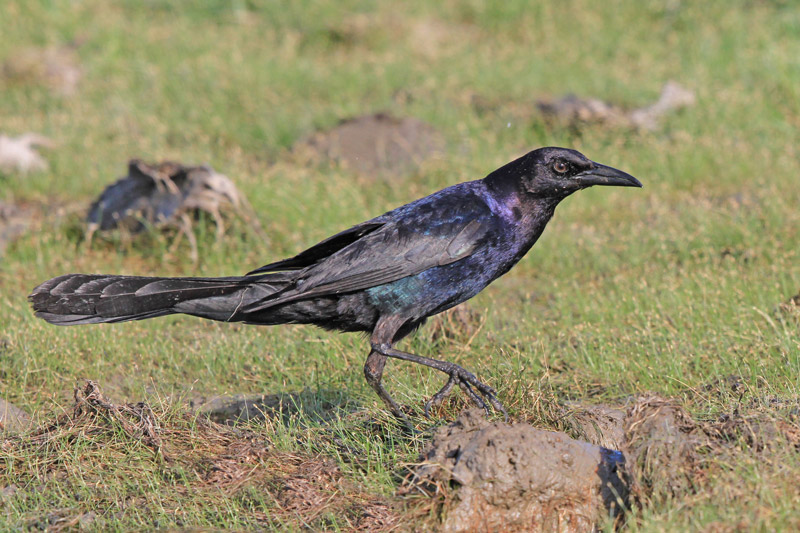 Boat-tailed Grackle