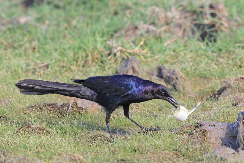 Boat-tailed Grackle