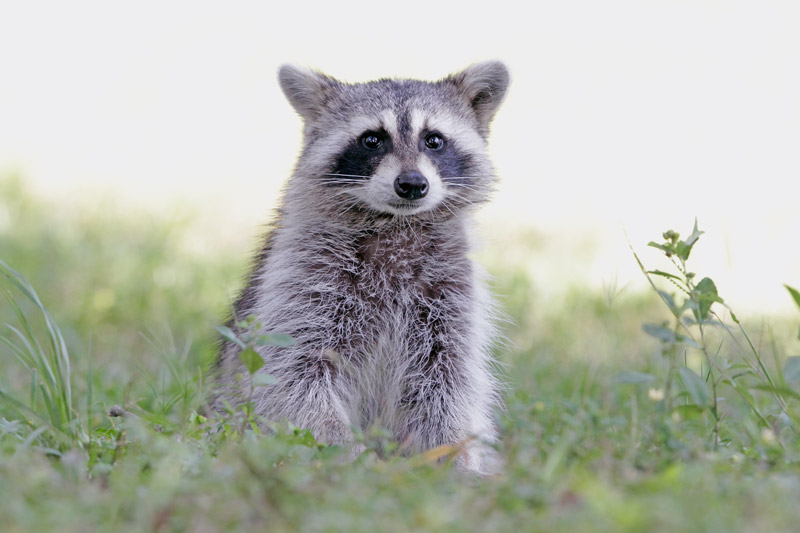 Raccoon