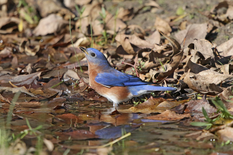 Eastern Bluebird