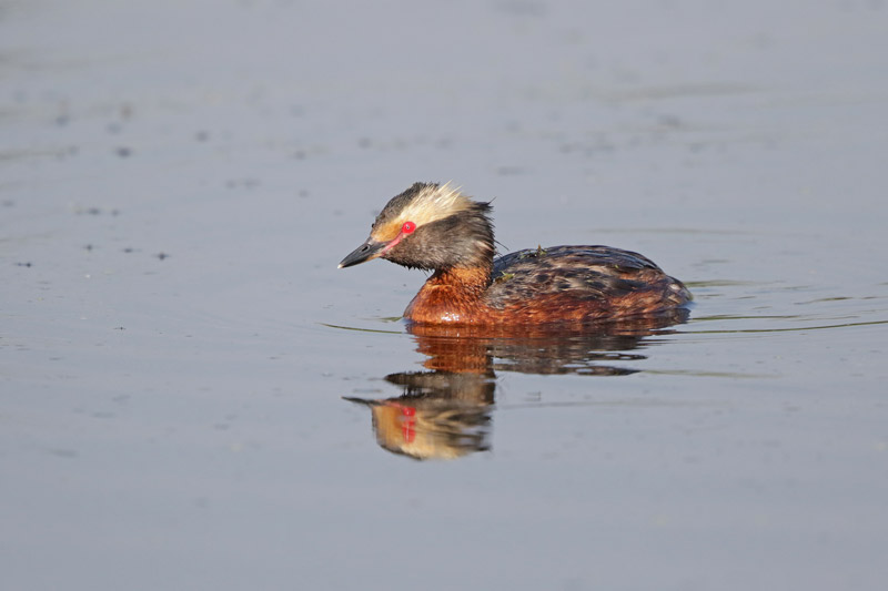 Horned Grebe