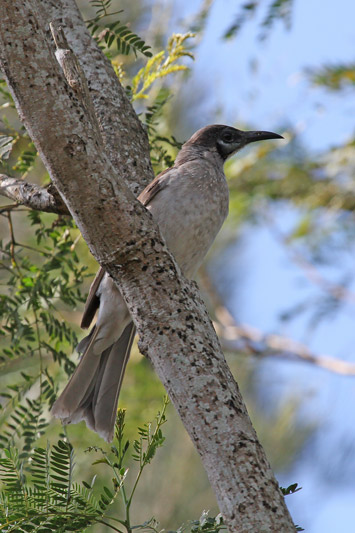 Little Friarbird