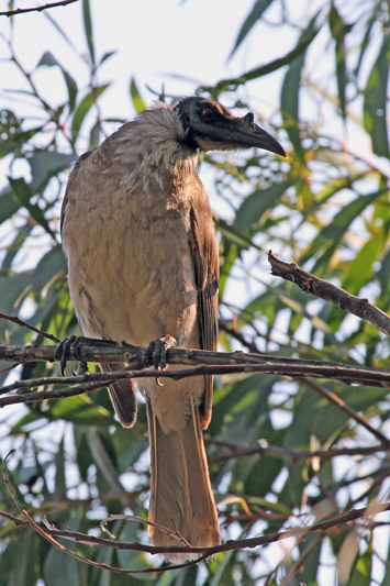 Noisy Friarbird