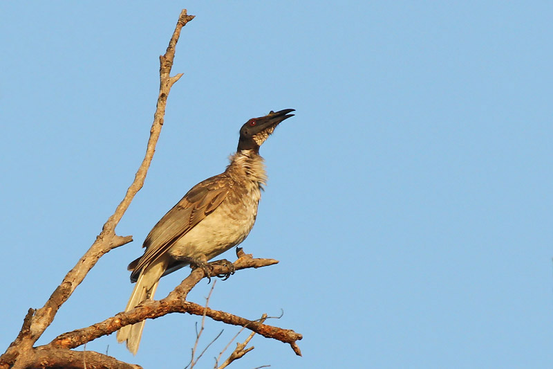 Noisy Friarbird