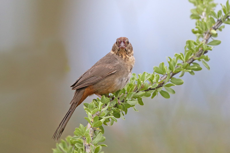 Canyon Towhee