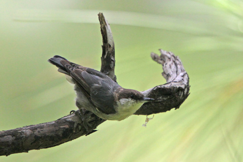 Brown-headed Nuthatch