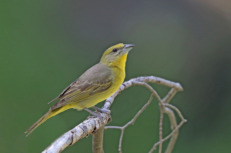 Hepatic Tanager