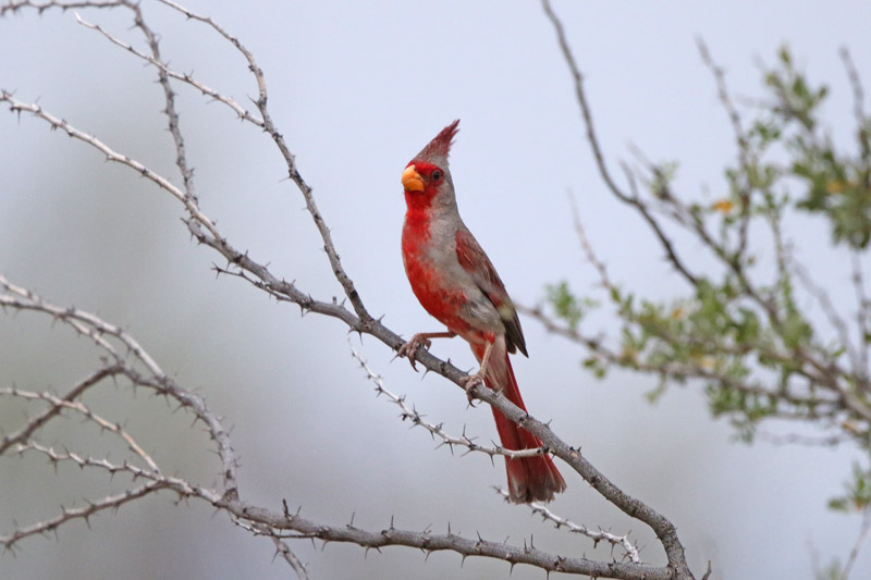 Pyrrhuloxia