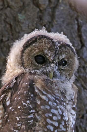 Spotted Owl