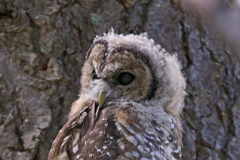 Spotted Owl