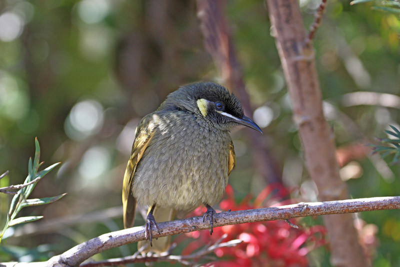 Lewin's Honeyeater