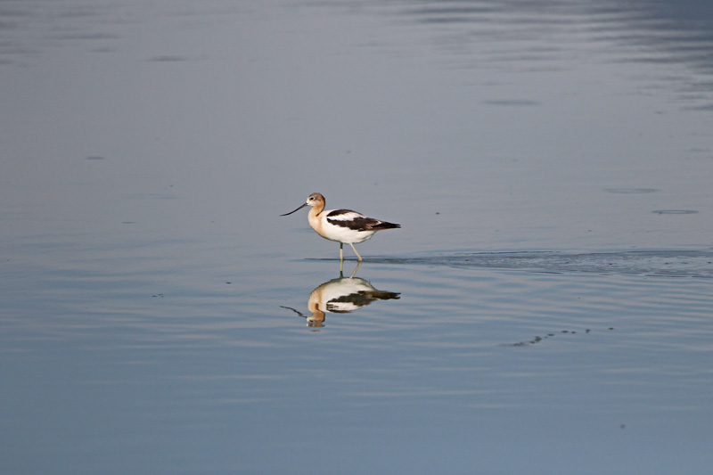 American Avocet