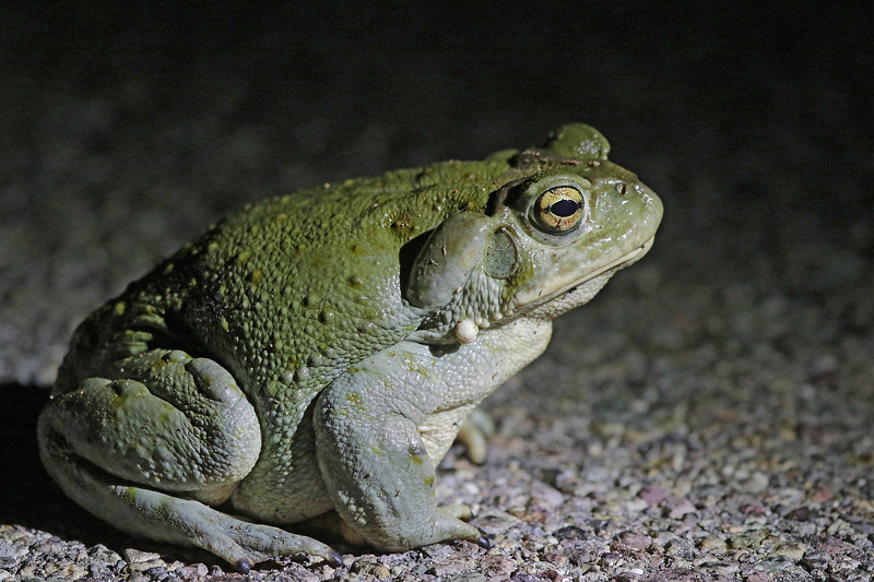Arizona Toad