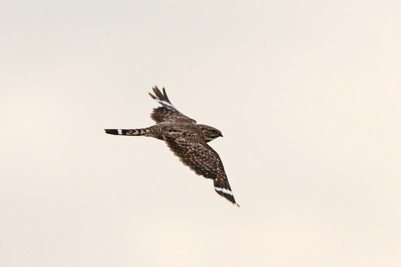 Lesser Nighthawk