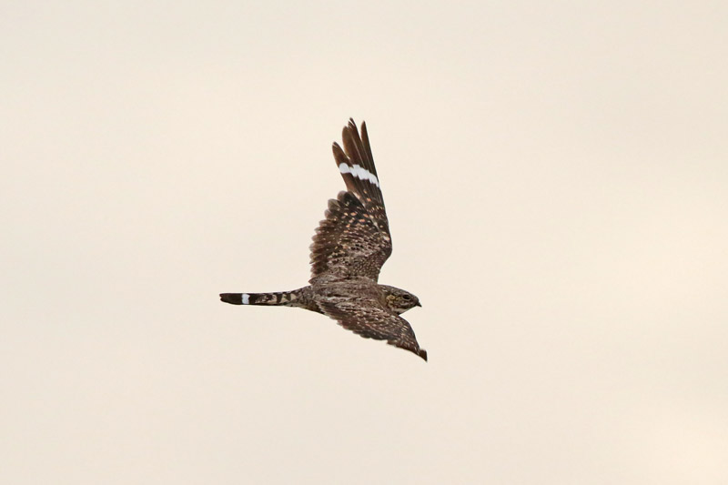 Lesser Nighthawk